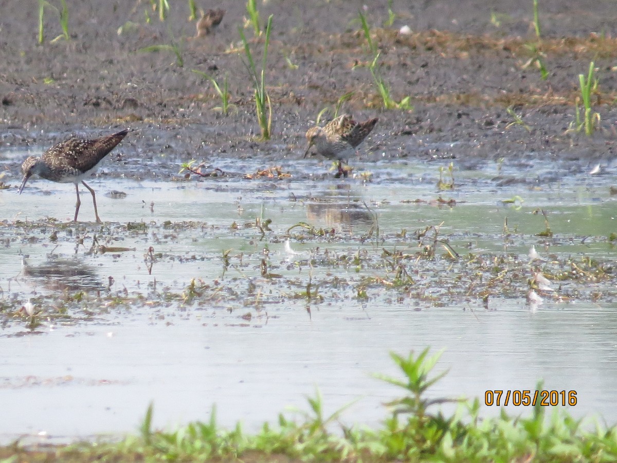 Pectoral Sandpiper - ML30921791