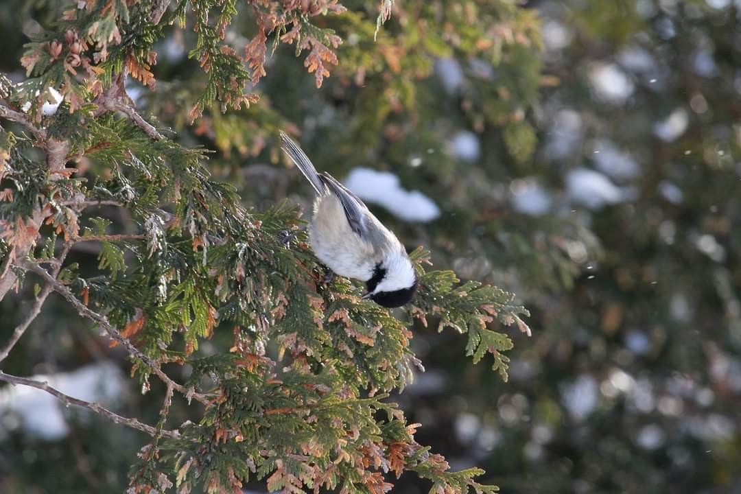 Black-capped Chickadee - ML309218001