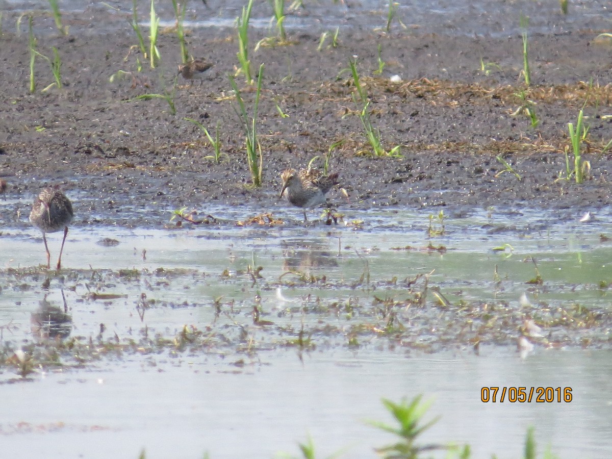 Pectoral Sandpiper - ML30921801