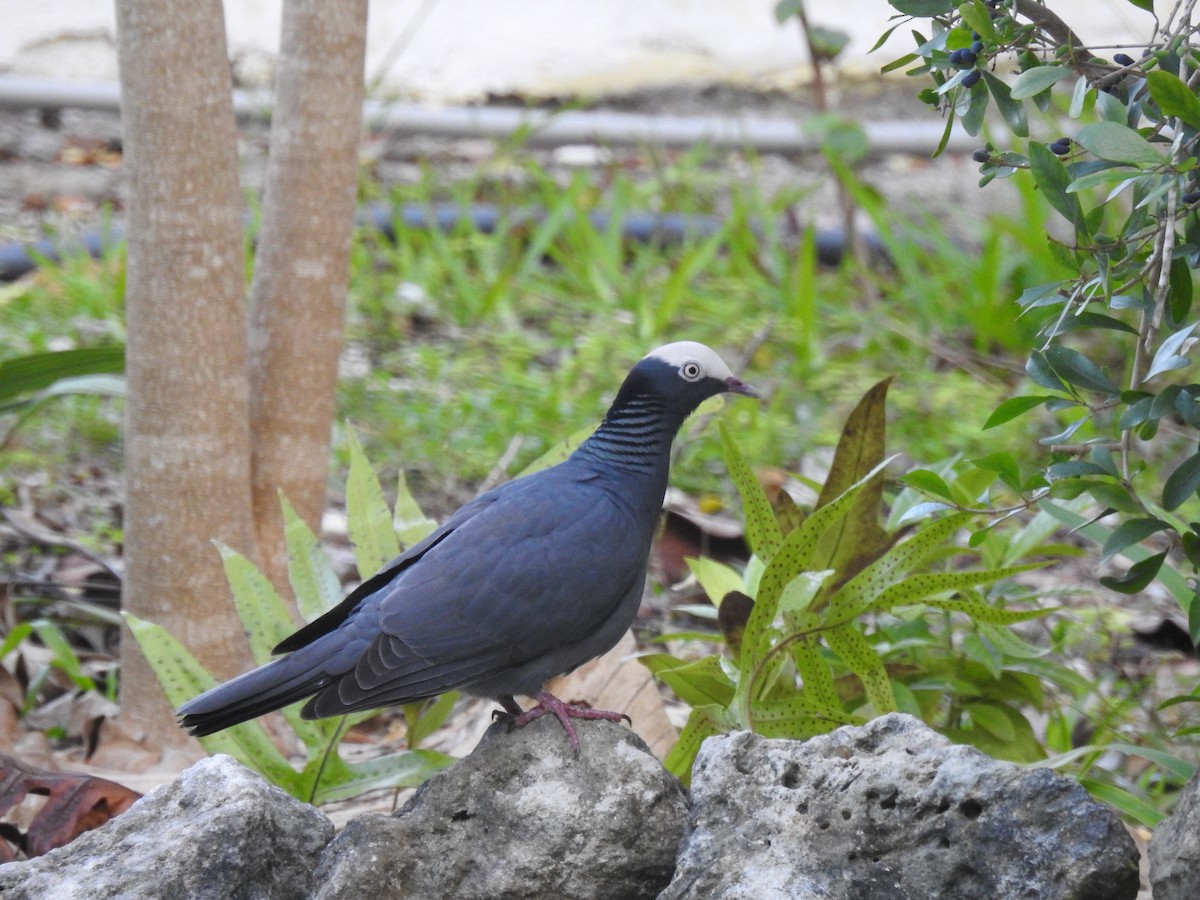 White-crowned Pigeon - ML309218011