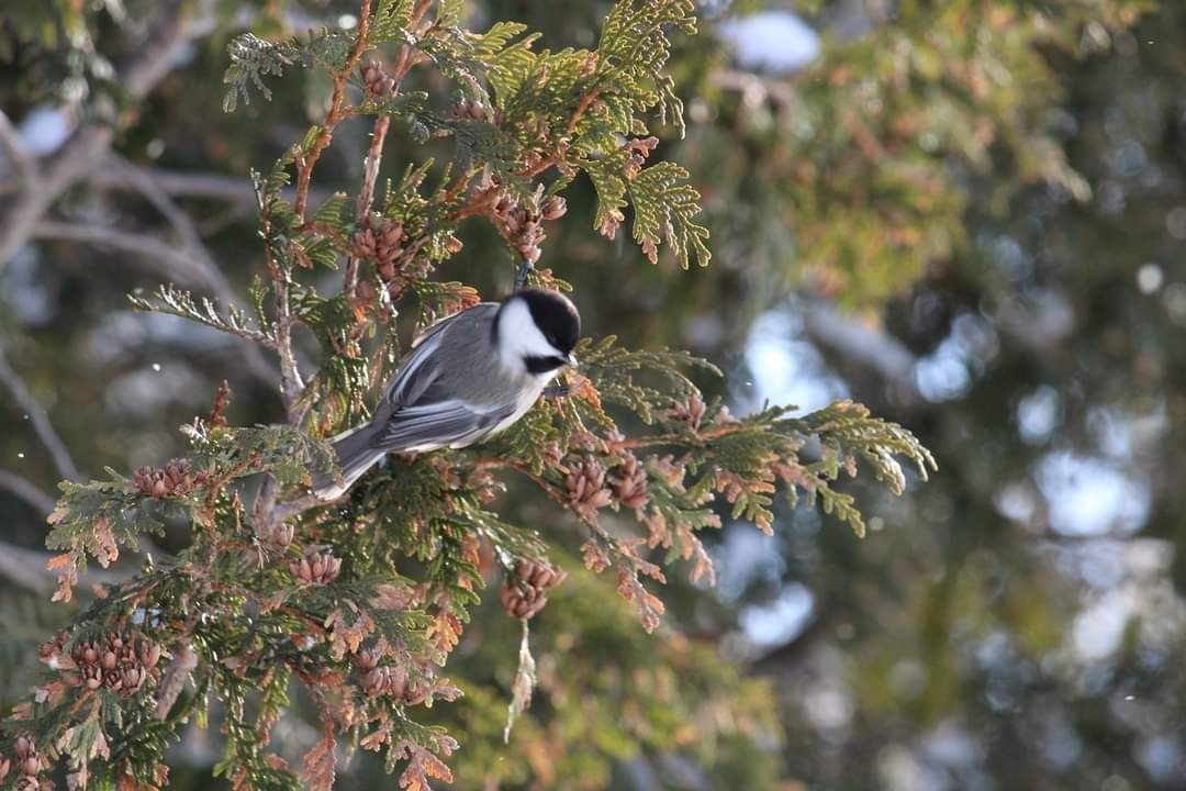 Mésange à tête noire - ML309218071