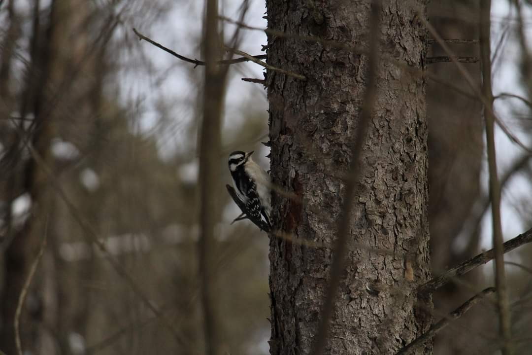 Downy Woodpecker - ML309218631
