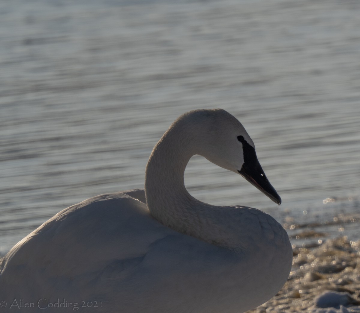 Tundra Swan - allen codding