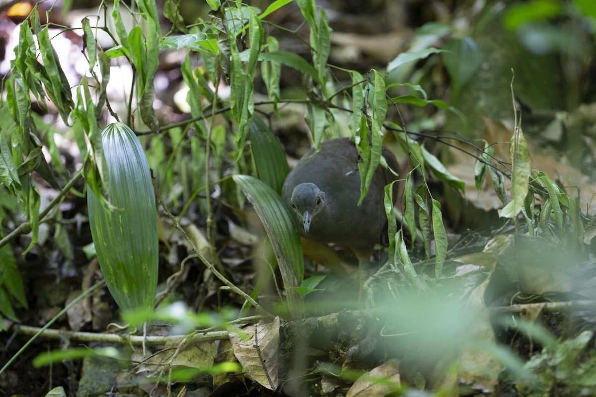 Little Tinamou - ML309222551