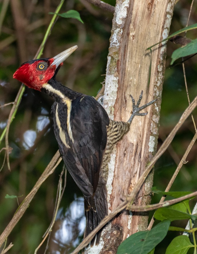 Pale-billed Woodpecker - ML309223261