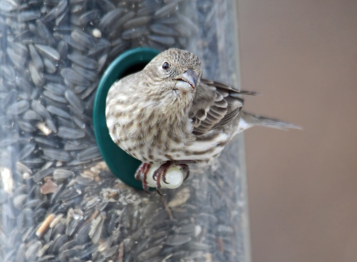 House Finch - ML309224401