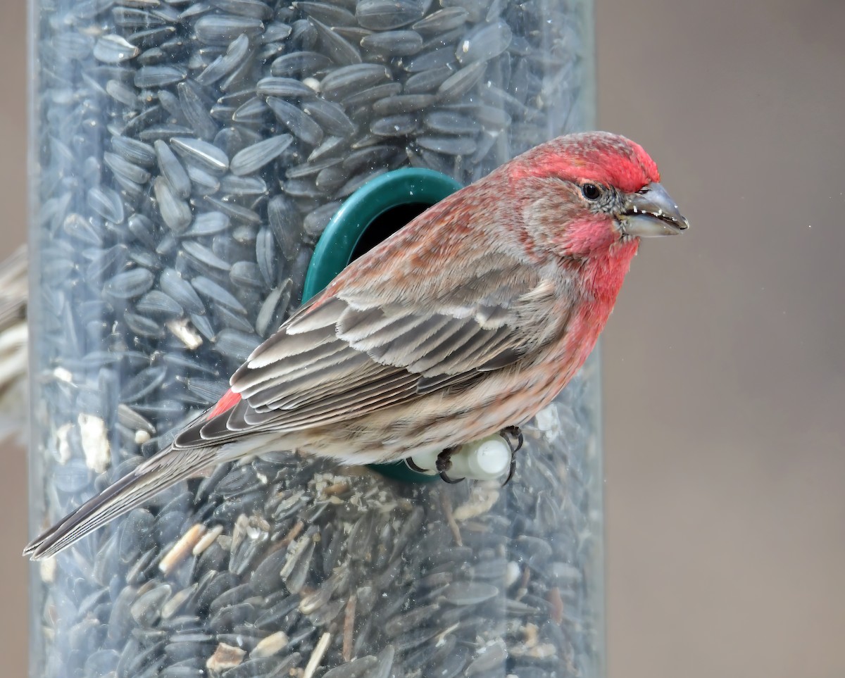 House Finch - ML309224821