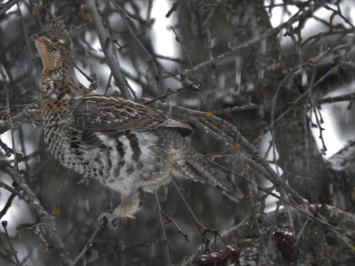 Ruffed Grouse - ML309225781