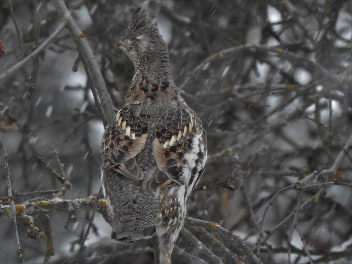 Ruffed Grouse - ML309225851