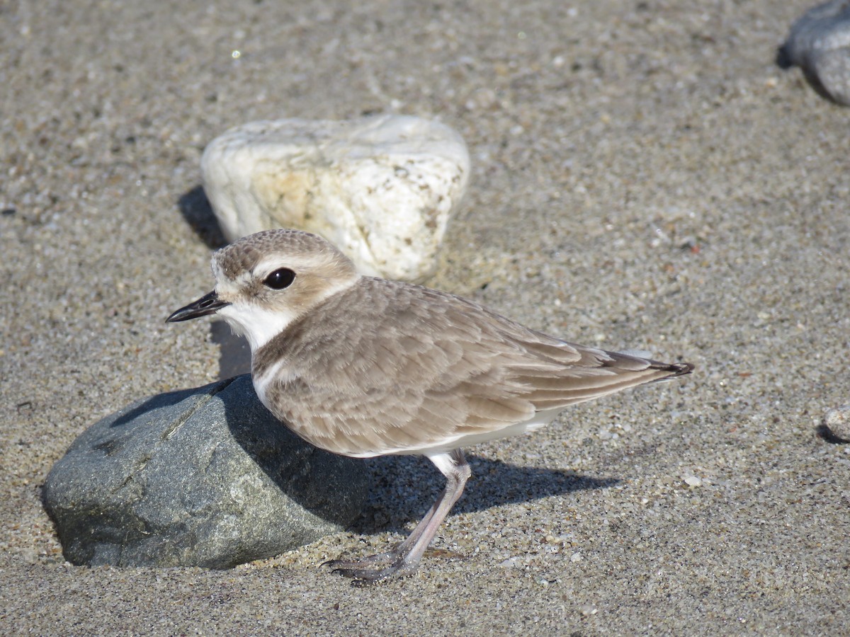 Snowy Plover - ML309226361