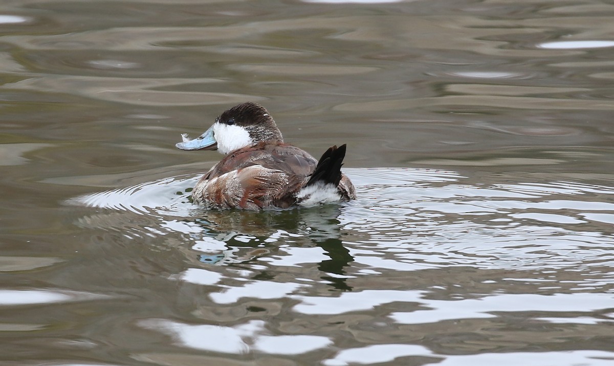Ruddy Duck - ML309229381