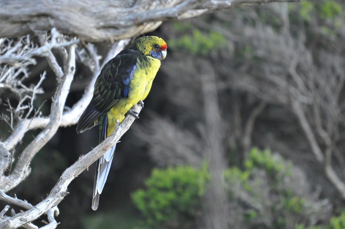 Green Rosella - Heidi Krajewsky