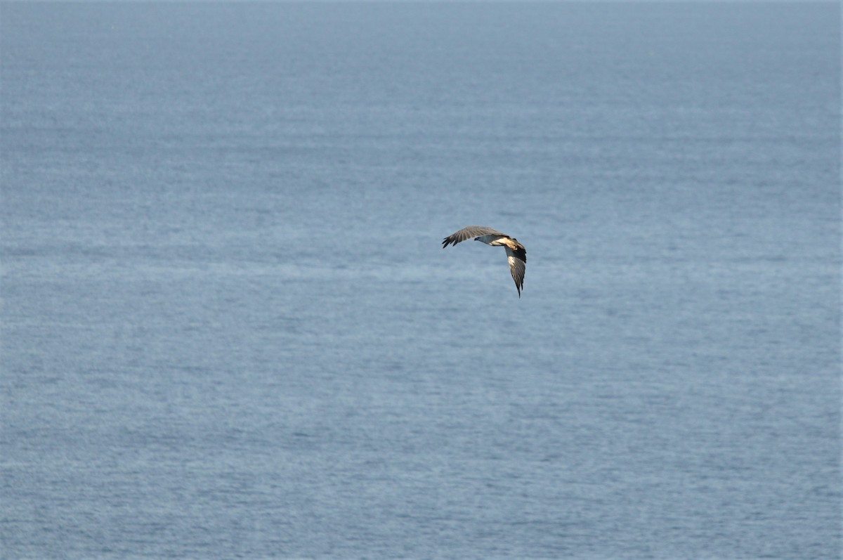 White-bellied Sea-Eagle - Heidi Krajewsky