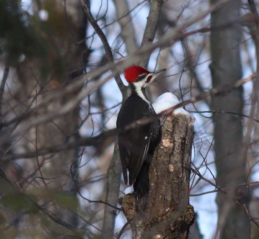 Pileated Woodpecker - ML309231651