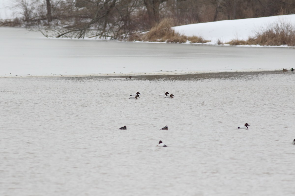 Canvasback - ML309231981