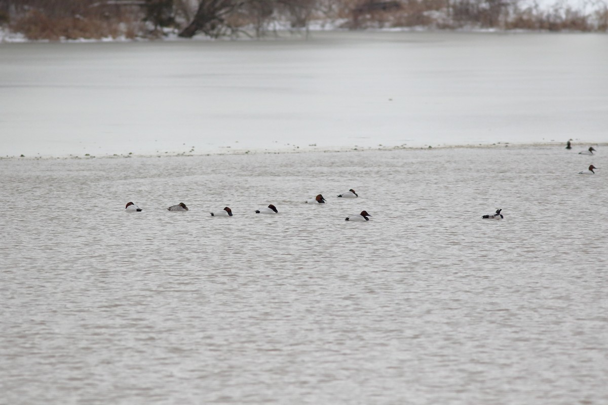 Canvasback - ML309232241