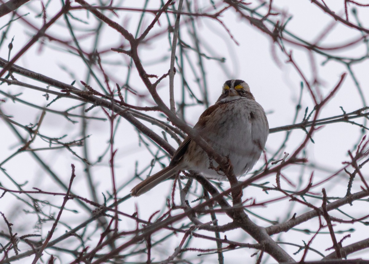 White-throated Sparrow - ML309232441