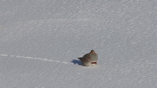  - Gray Partridge