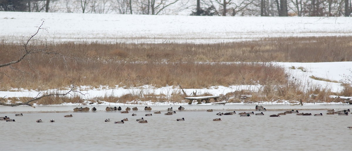 American Black Duck - ML309234031