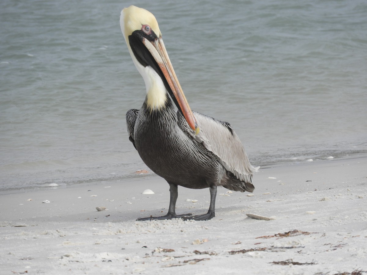 Brown Pelican - ML309235531