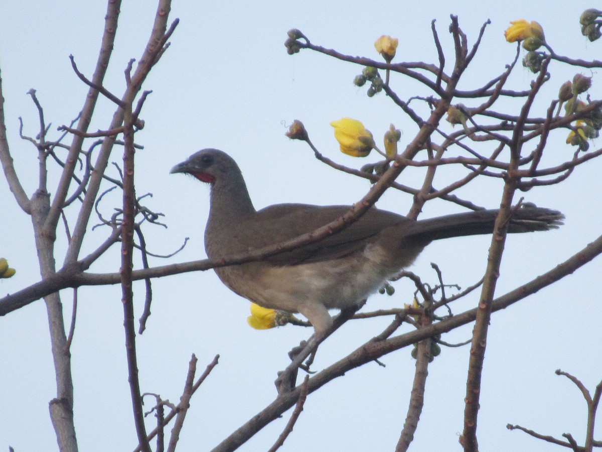 White-bellied Chachalaca - ML309235741