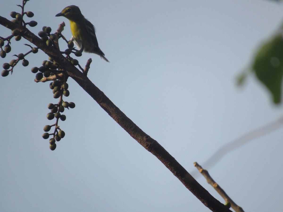 Yellow-throated Vireo - ML309236941