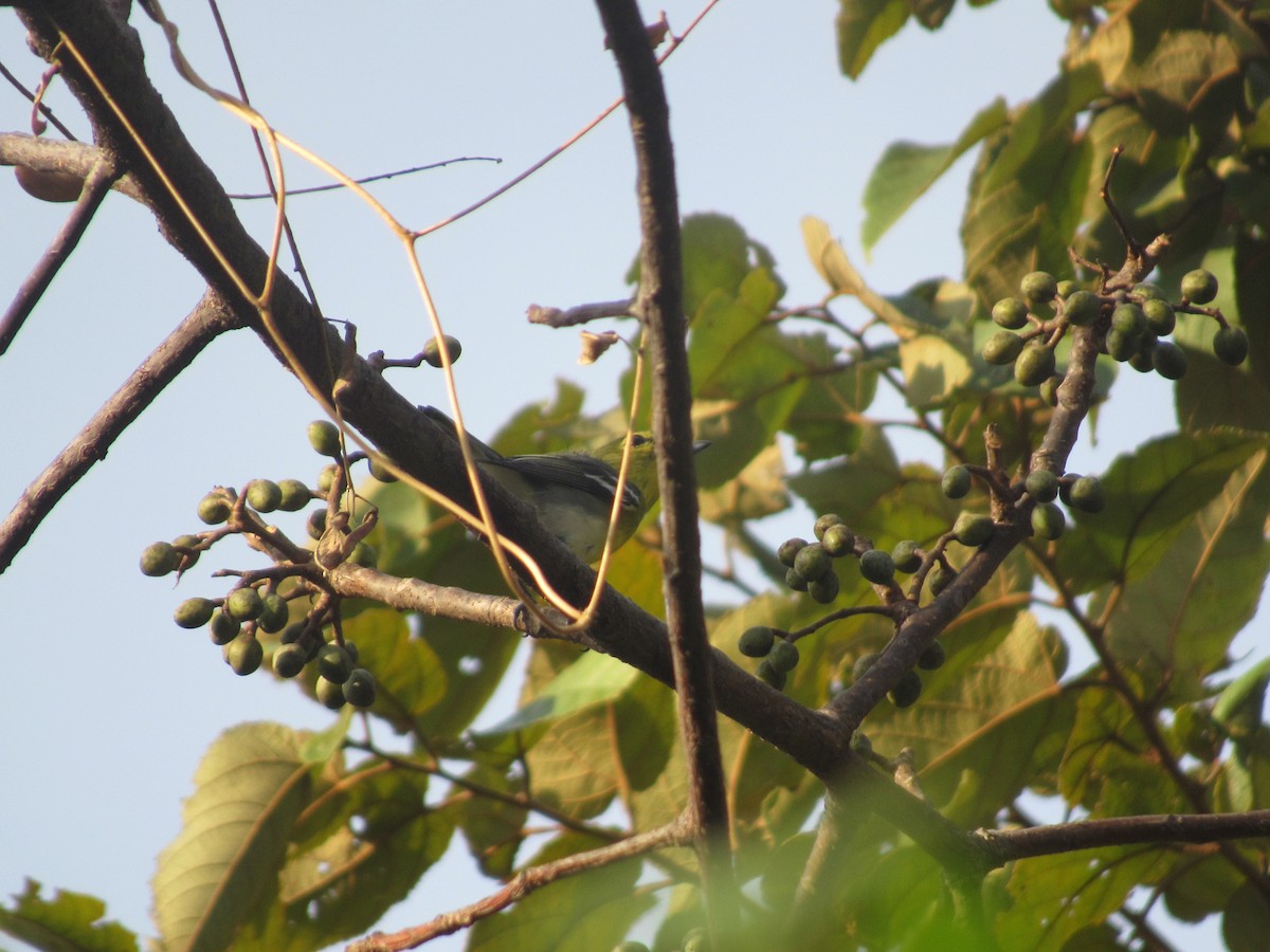 Yellow-throated Vireo - ML309236961