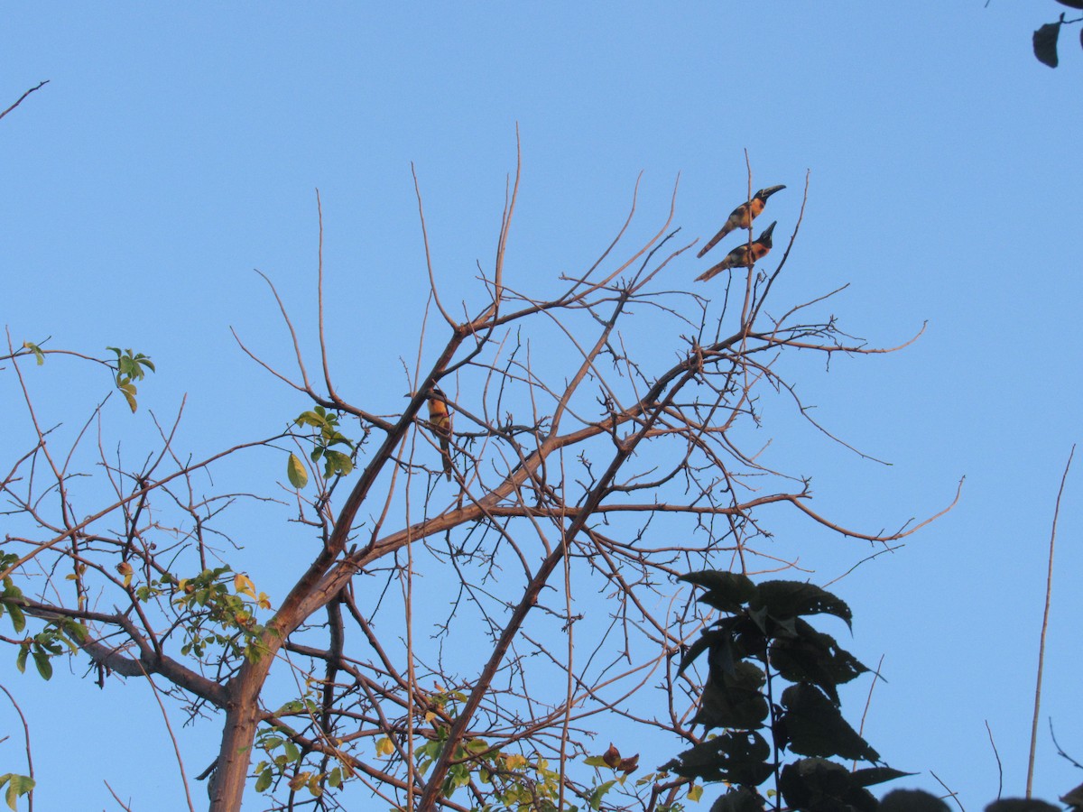 Collared Aracari - ML309237851