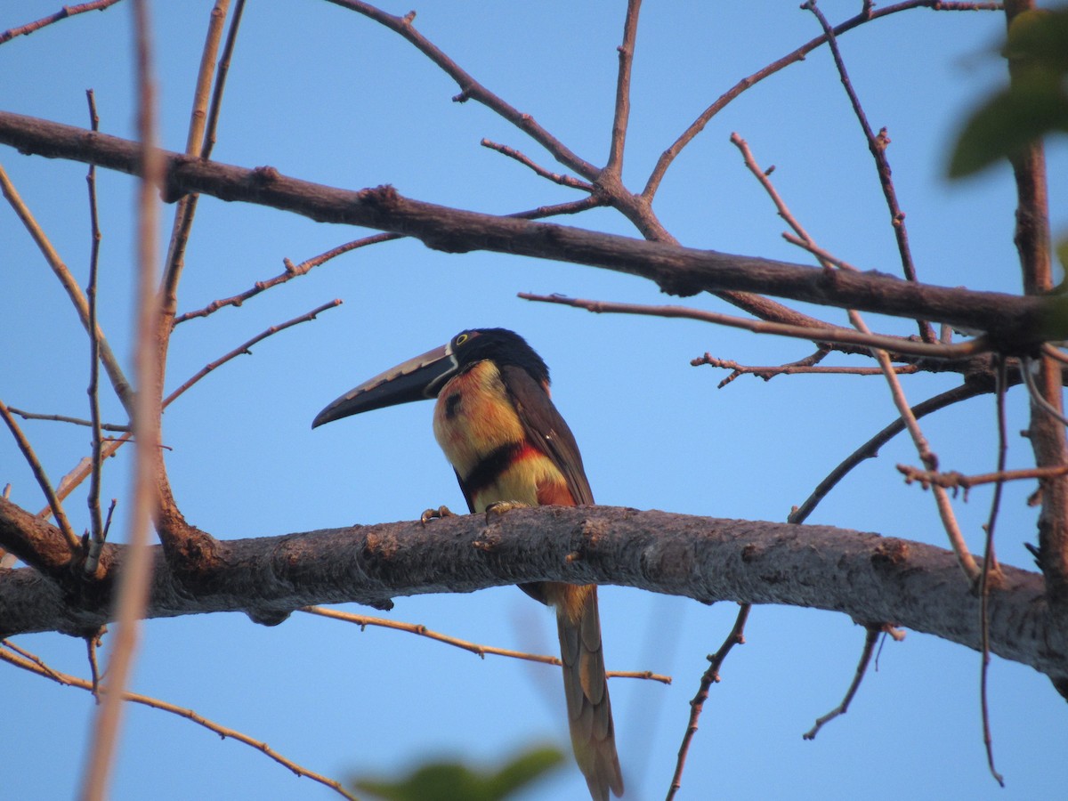 Collared Aracari - ML309237921