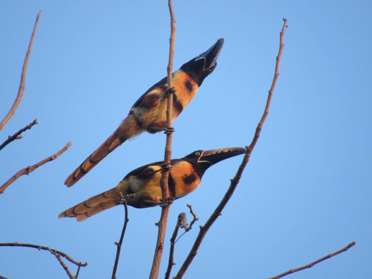 Collared Aracari - ML309237941
