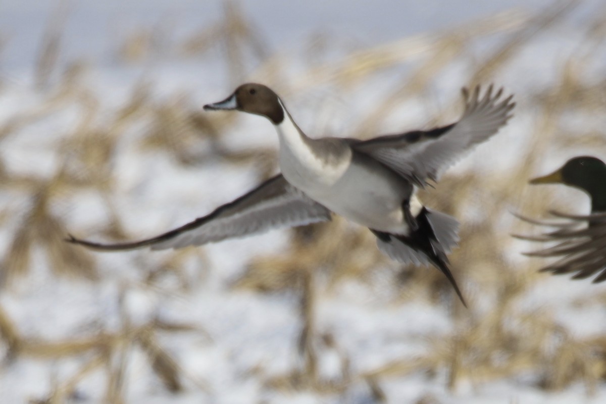 Northern Pintail - Chelsea Mosteller