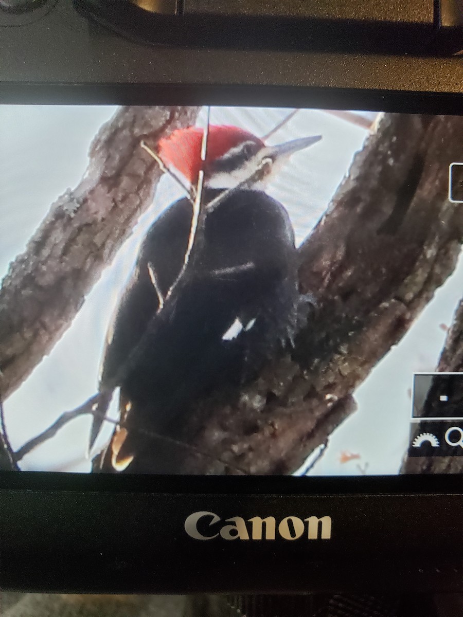 Pileated Woodpecker - ML309242701