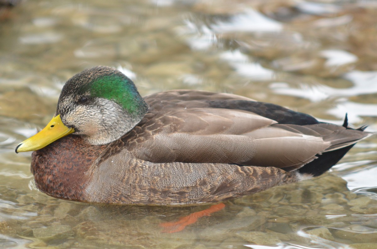 Mallard x American Black Duck (hybrid) - ML309243841