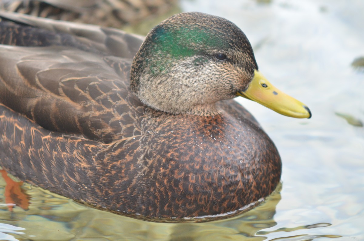 Mallard x American Black Duck (hybrid) - Deane Atherton