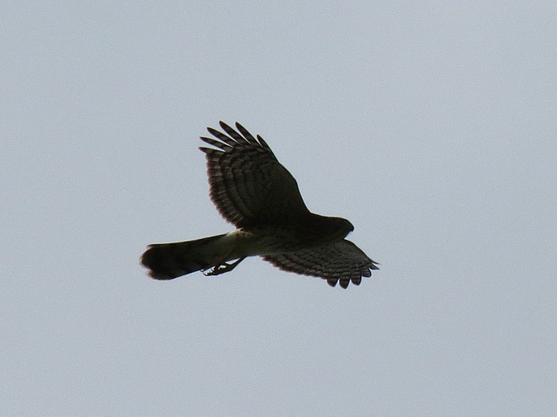 Cooper's Hawk - ML30924551