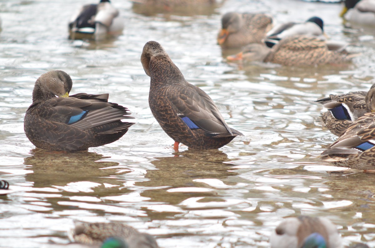 Mallard x American Black Duck (hybrid) - ML309246051