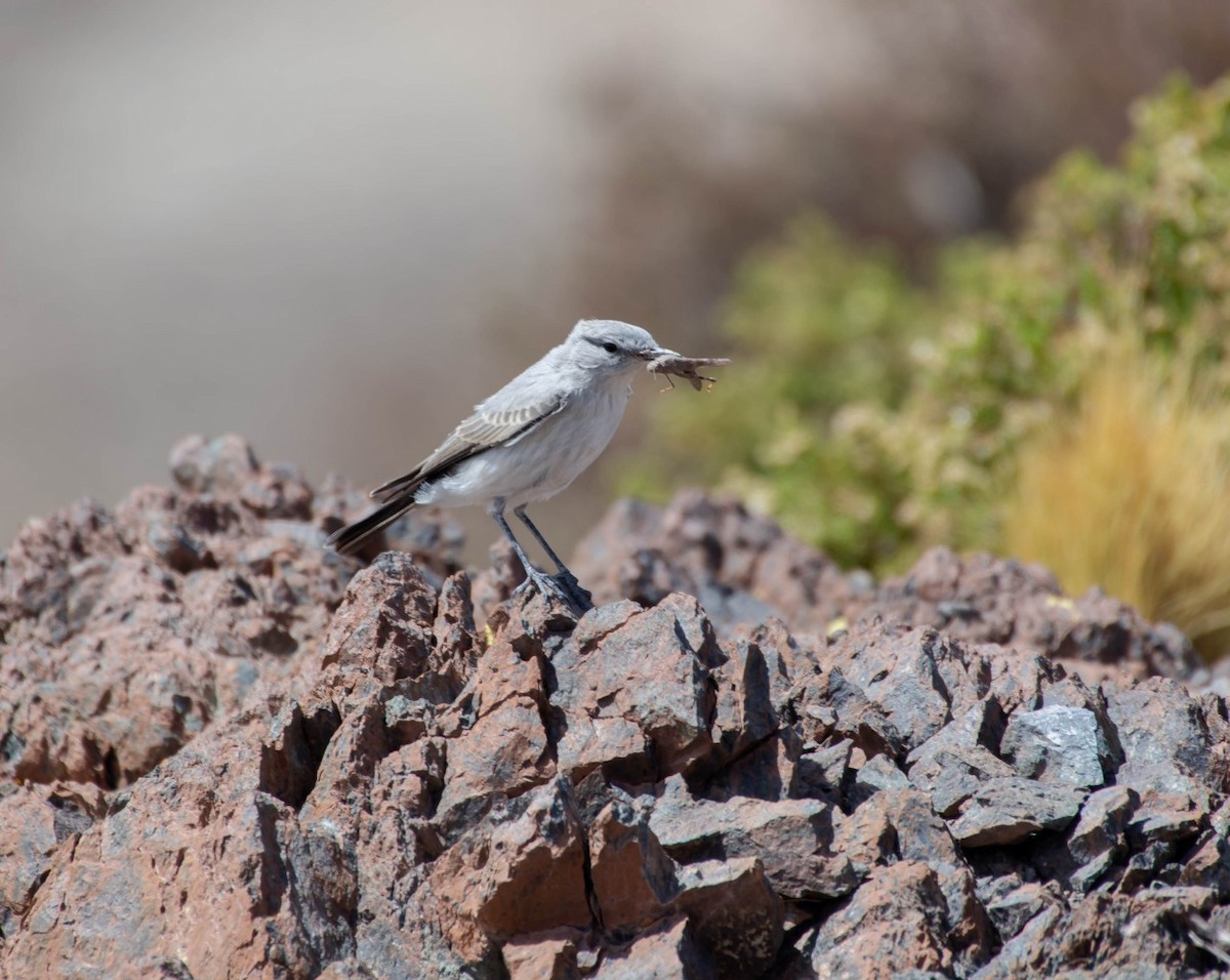 Cinereous Ground-Tyrant - ML309250911