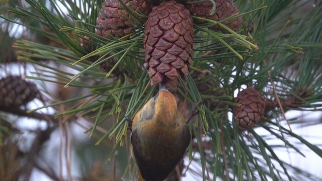 Red Crossbill (Northeastern or type 12) - ML309251731