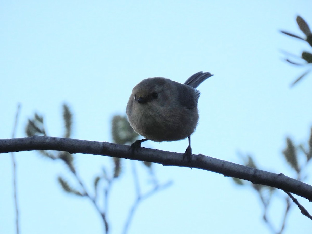 Bushtit (Pacific) - ML309252801