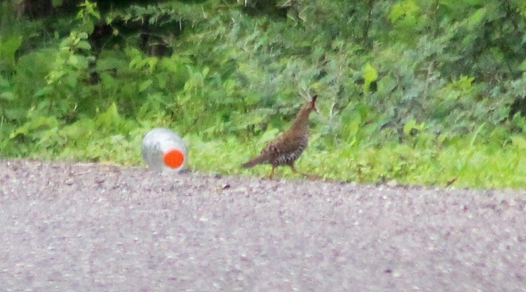 Banded Quail - ML30925291