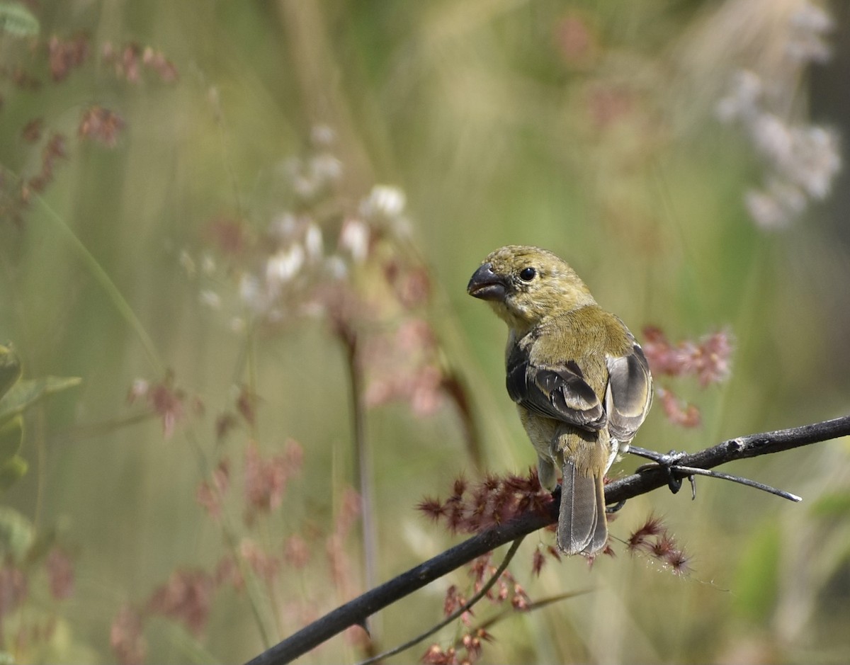 Morelet's Seedeater - ML309253491