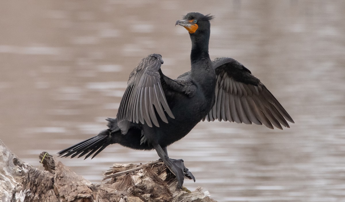 Double-crested Cormorant - ML309253681