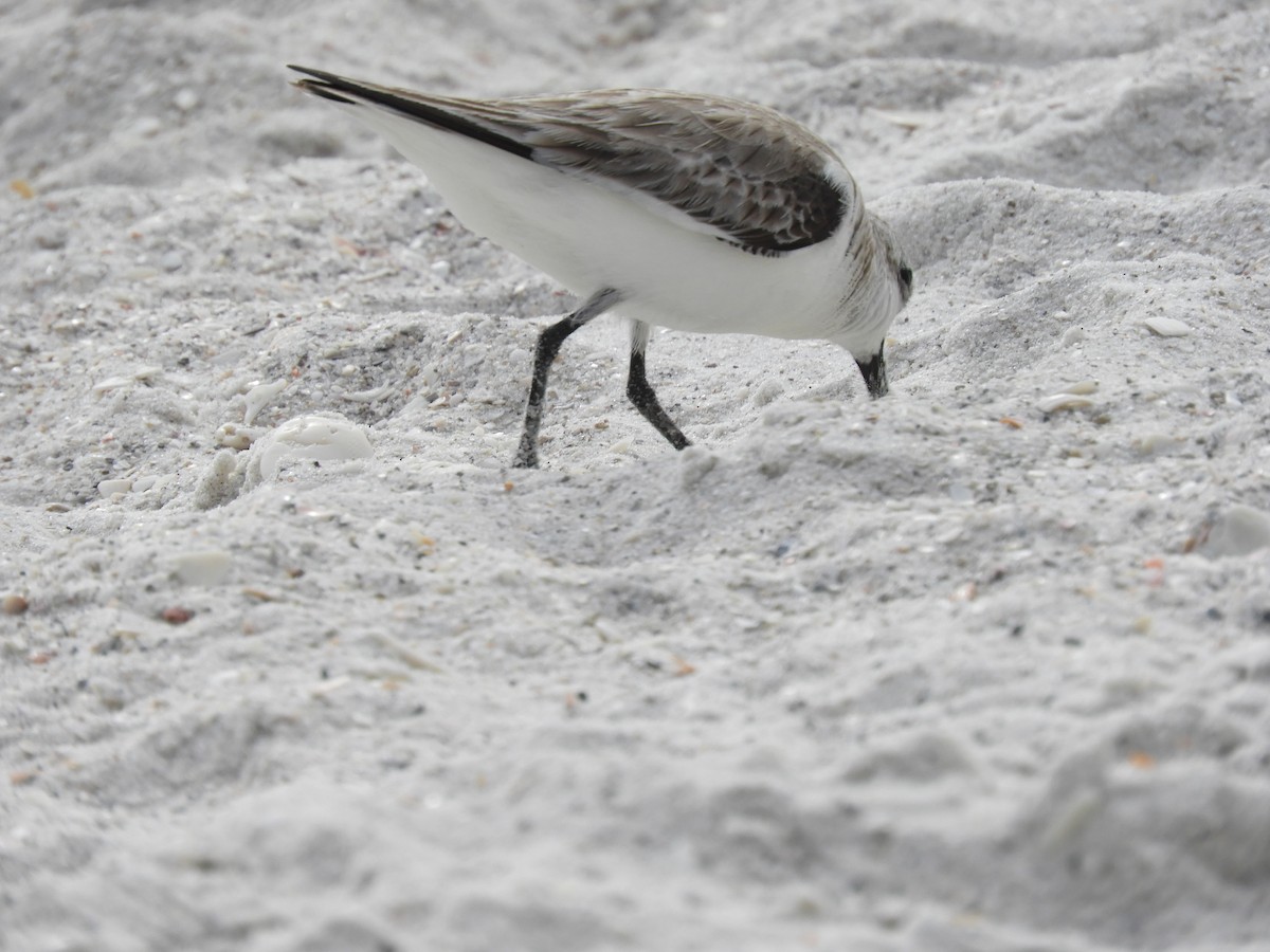 Sanderling - ML309254111