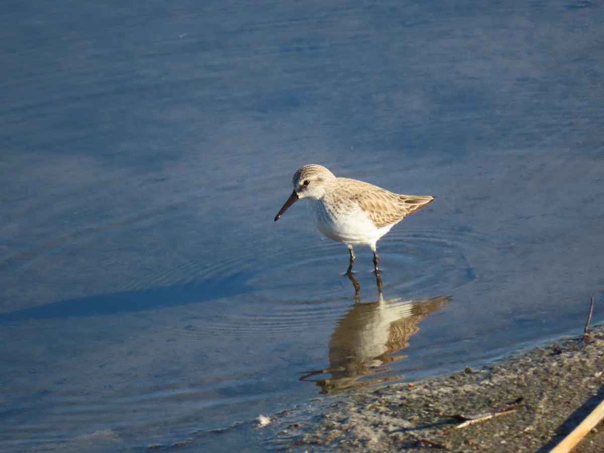 Western Sandpiper - ML309254201