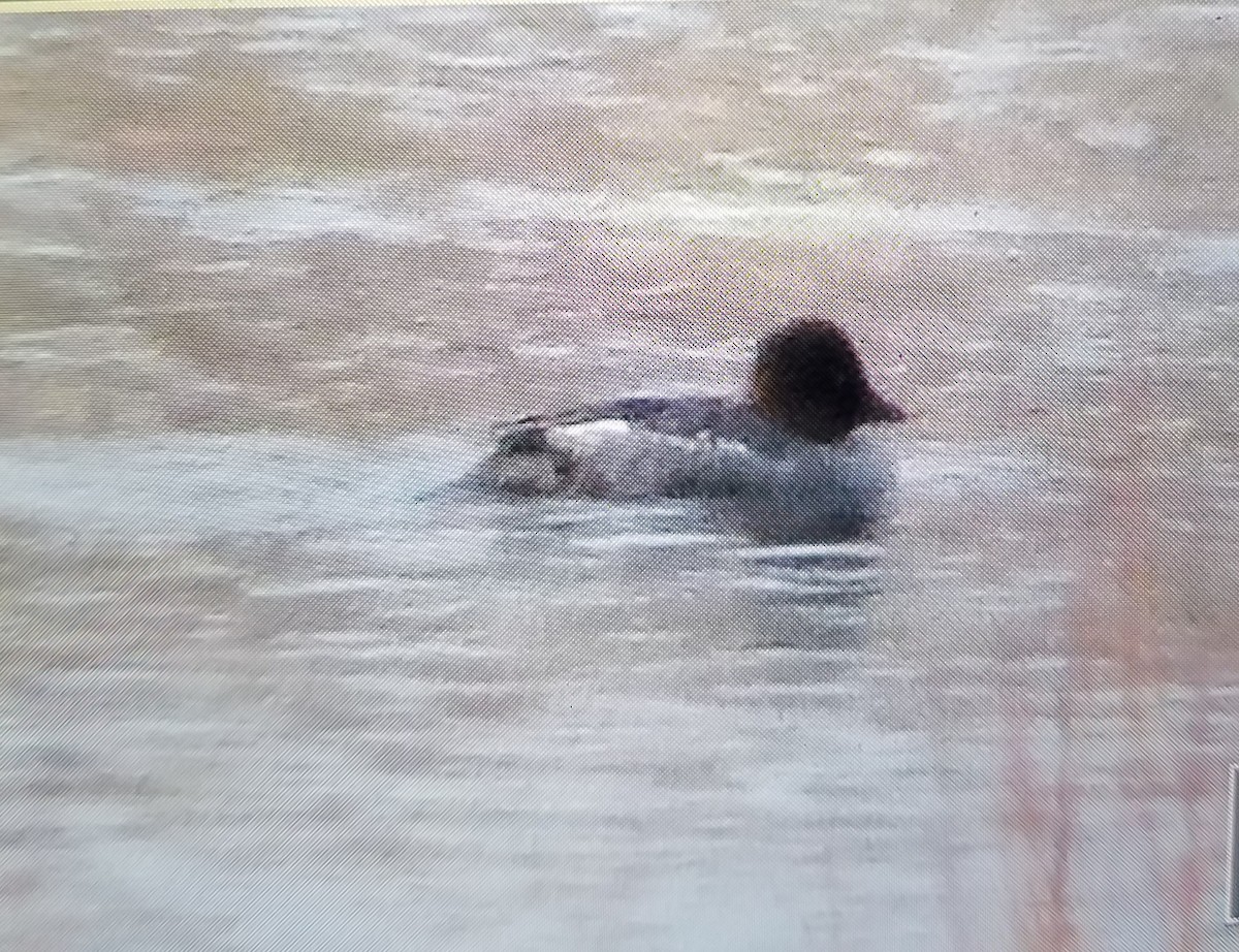 Common Goldeneye - ML309254281