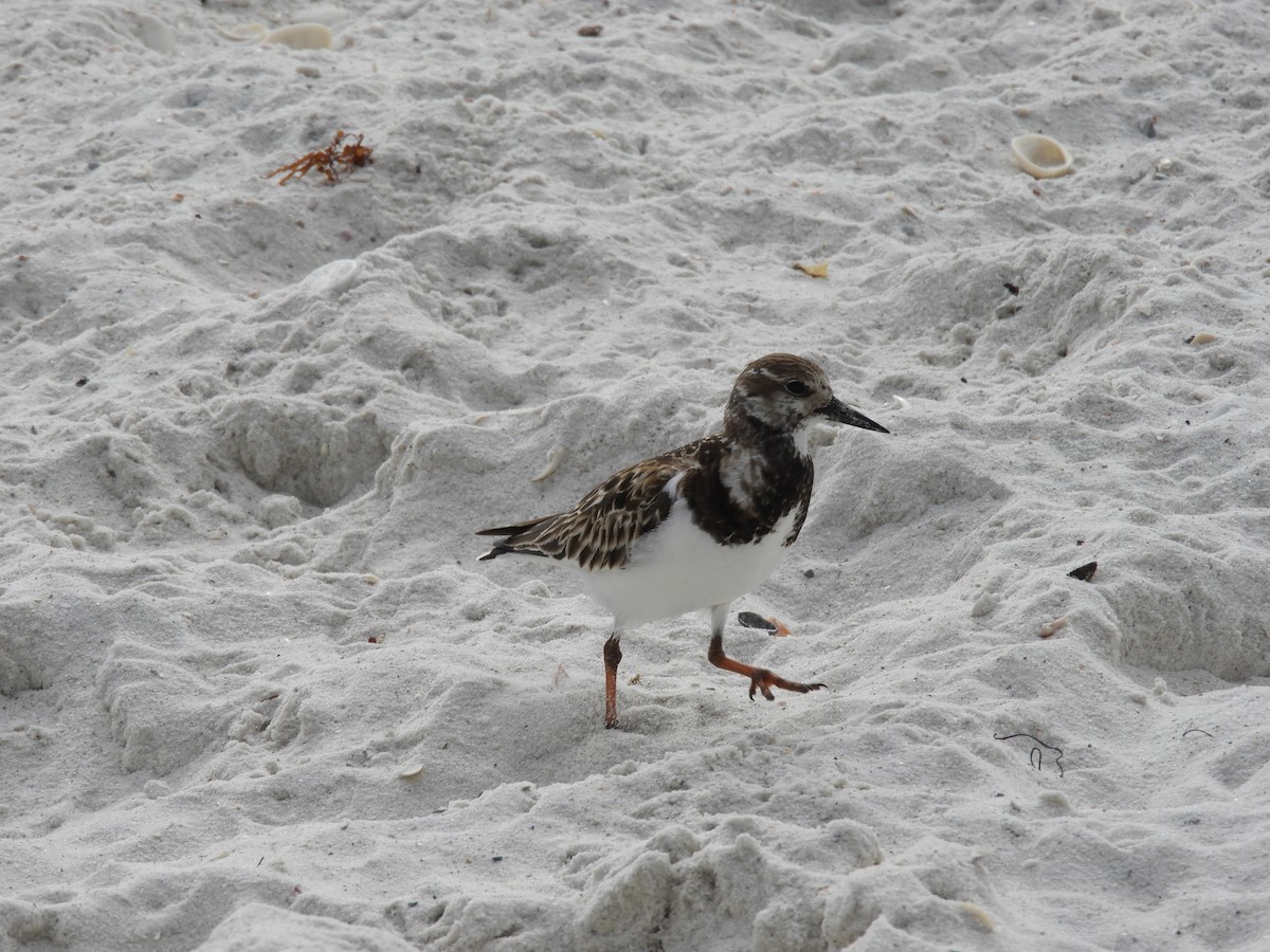 Ruddy Turnstone - ML309254421