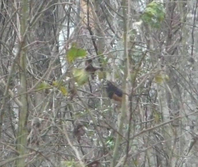 Eastern Towhee - ML309255231