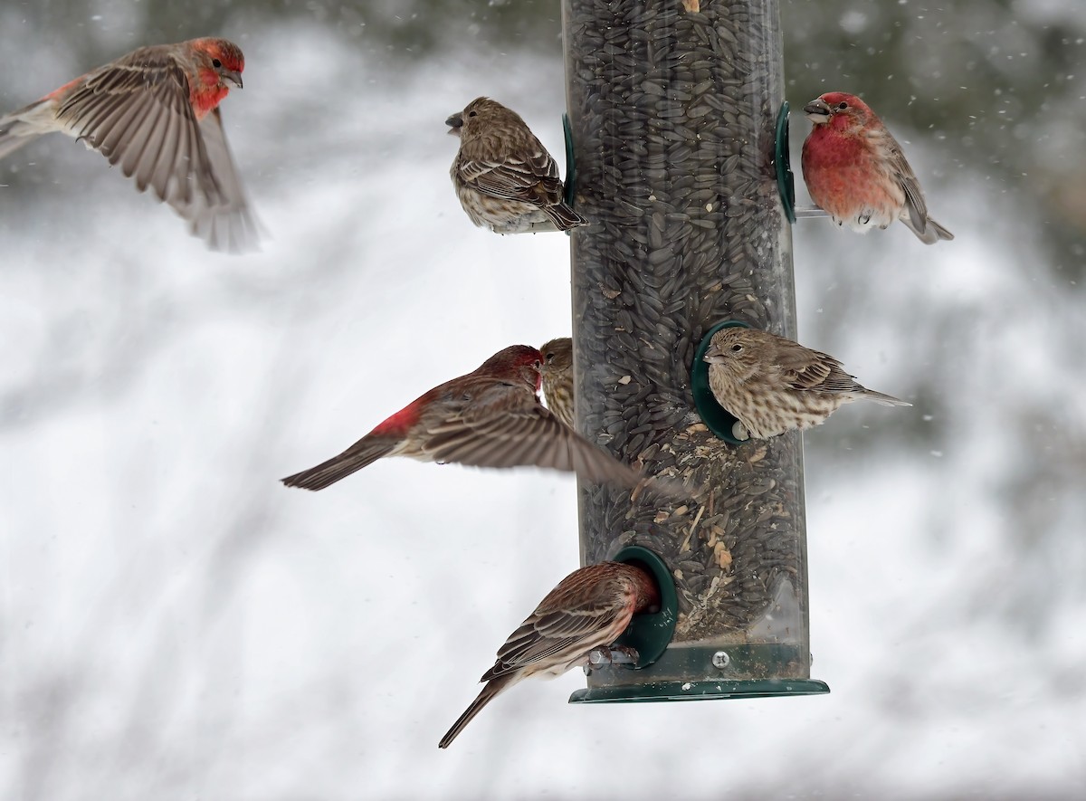 House Finch - ML309256141