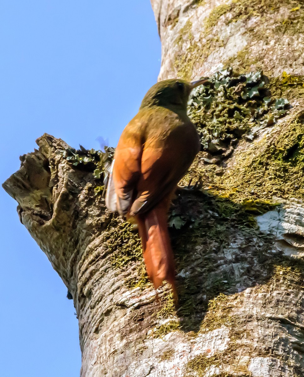 Olivaceous Woodcreeper - ML309256341