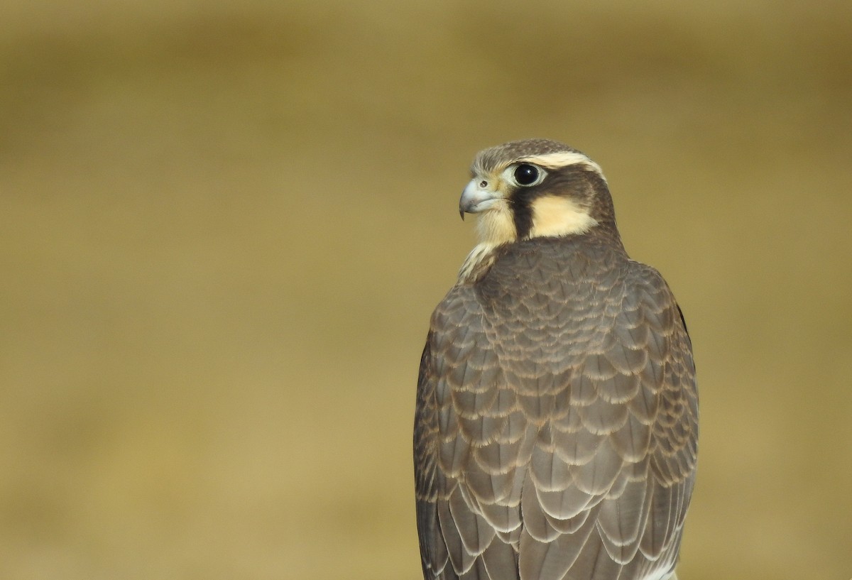 Aplomado Falcon - Pablo Gutiérrez Maier